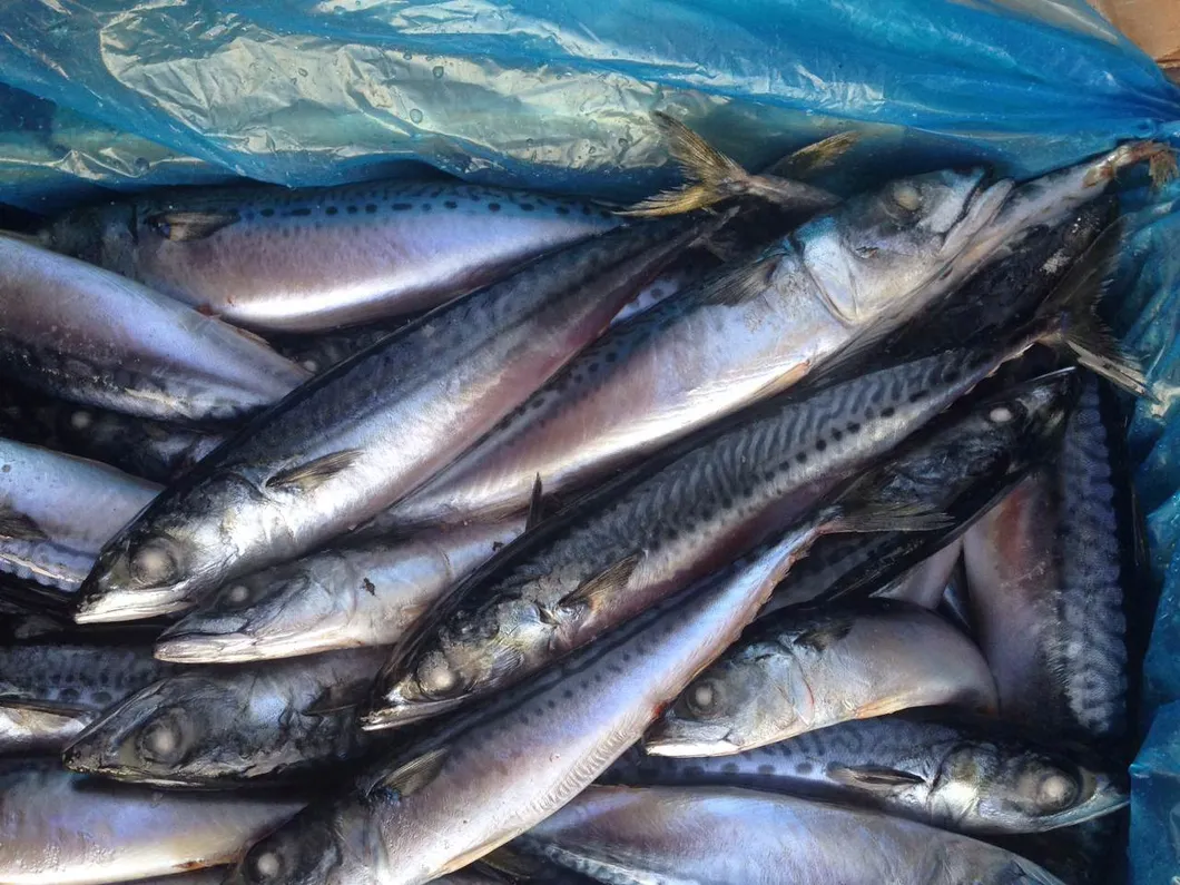 Frozen Blue Mackerel Fish/Chub Mackerel