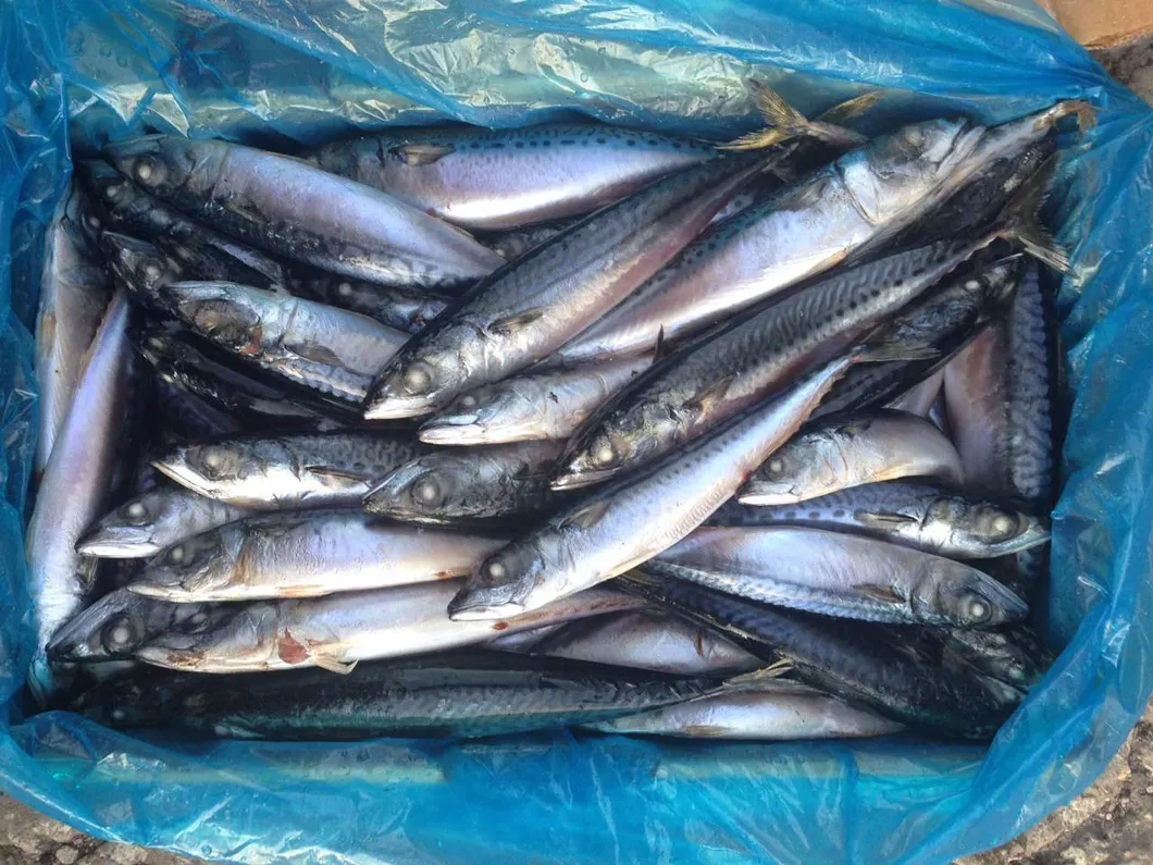 Frozen Blue Mackerel Fish/Chub Mackerel
