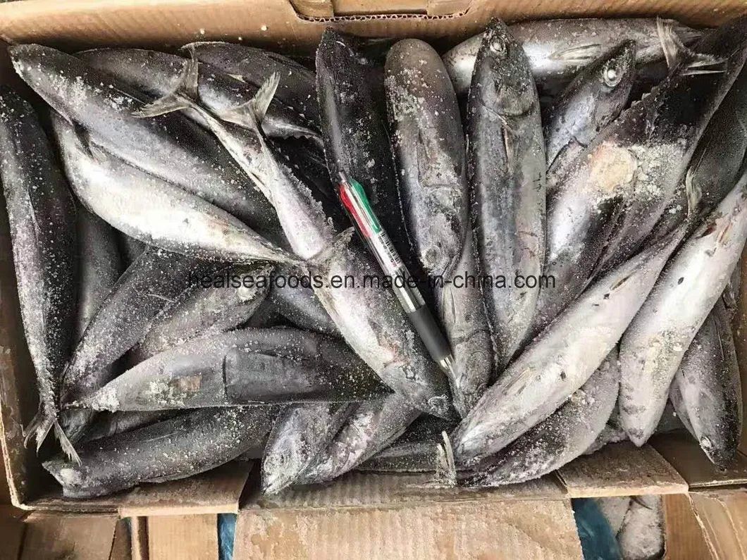 Frozen Bonito with Best Quality (300-500G)