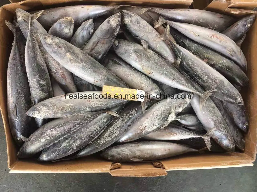 Frozen Bonito with Best Quality (300-500G)