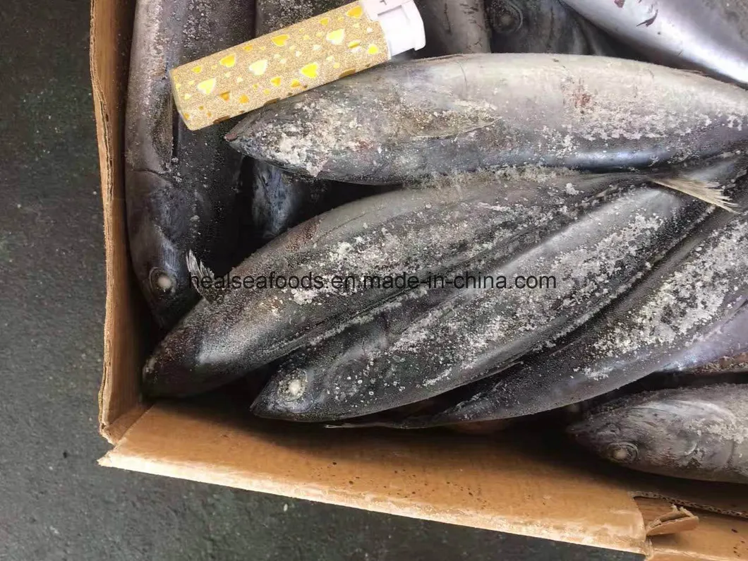Frozen Bonito with Best Quality (300-500G)
