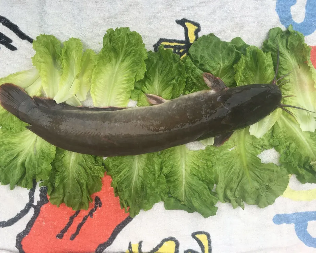 Frozen Cat Fish 500-1000g Catfish