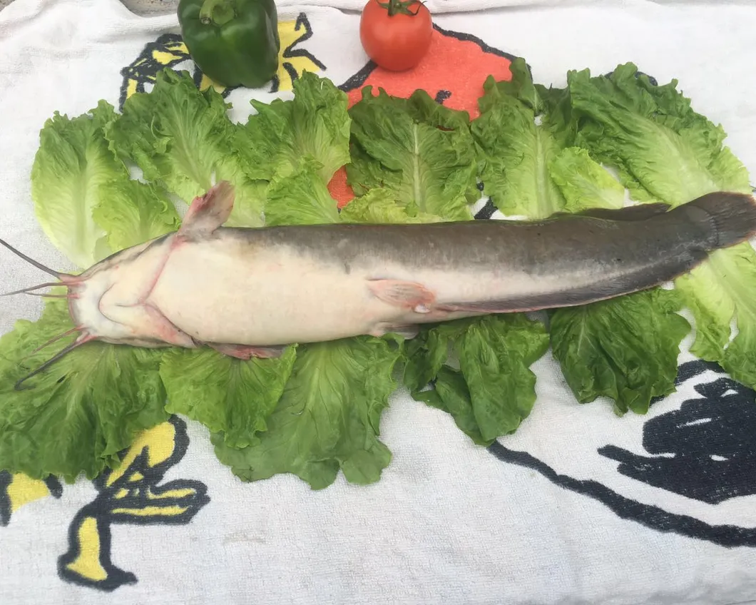 Frozen Cat Fish 500-1000g Catfish