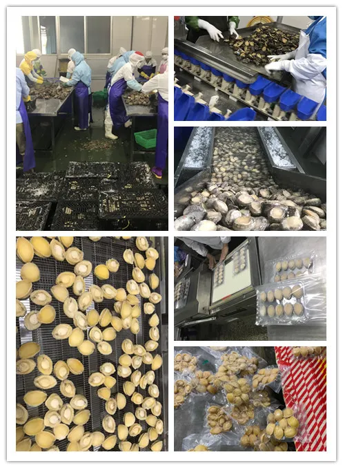 Frozen Cooked Abalone Meat