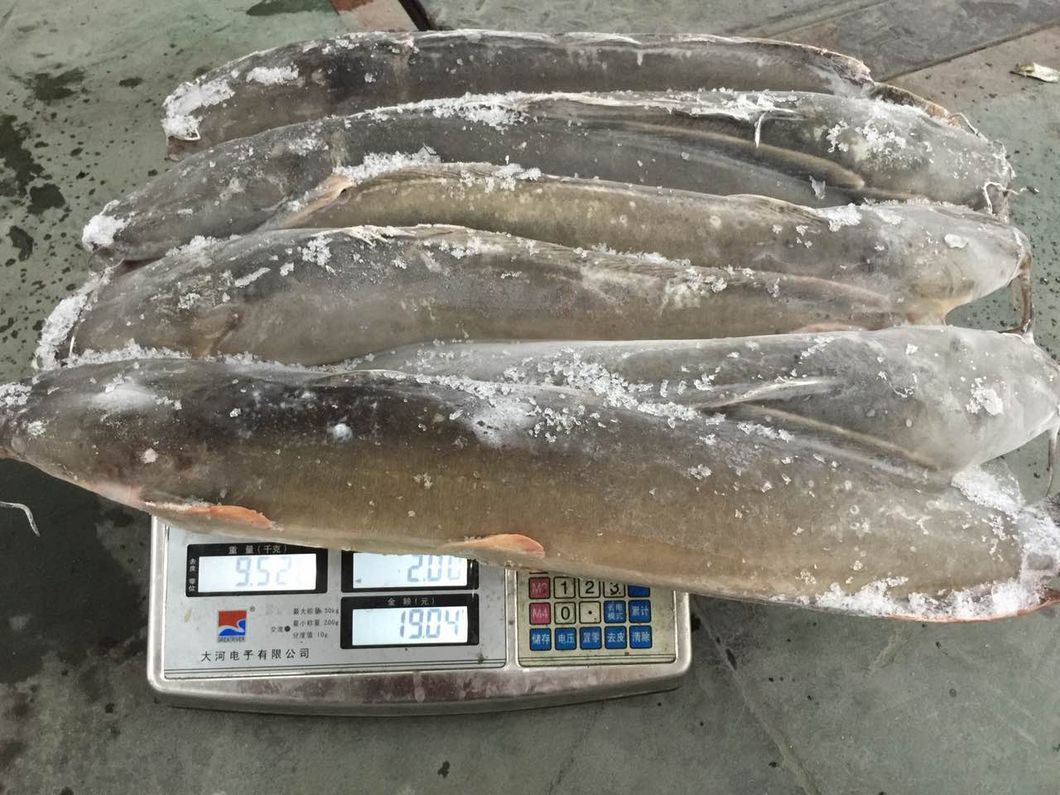 Frozen Farming Catfish Factory