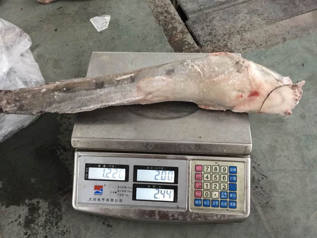 Frozen Farming Catfish Factory