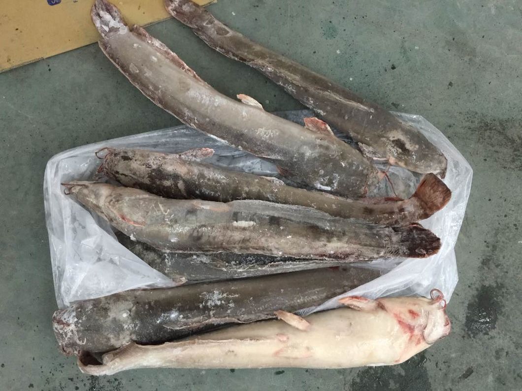 Frozen Farming Catfish Factory