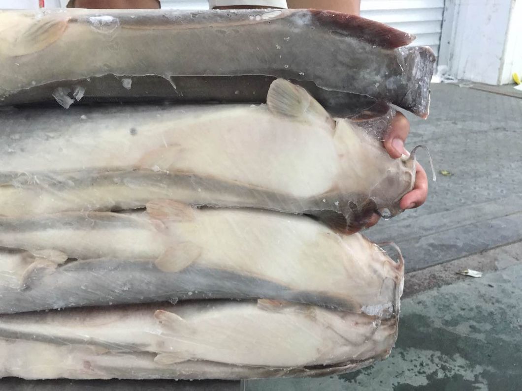 Frozen Farming Catfish Factory