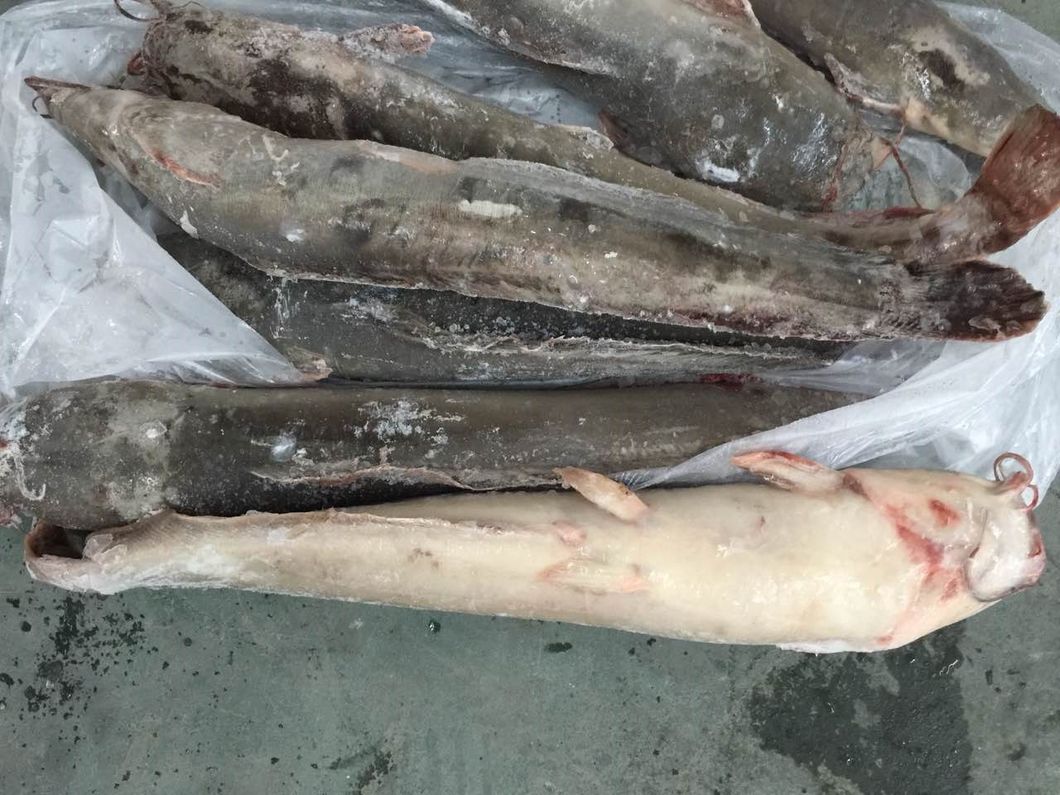 Frozen Farming Catfish Factory