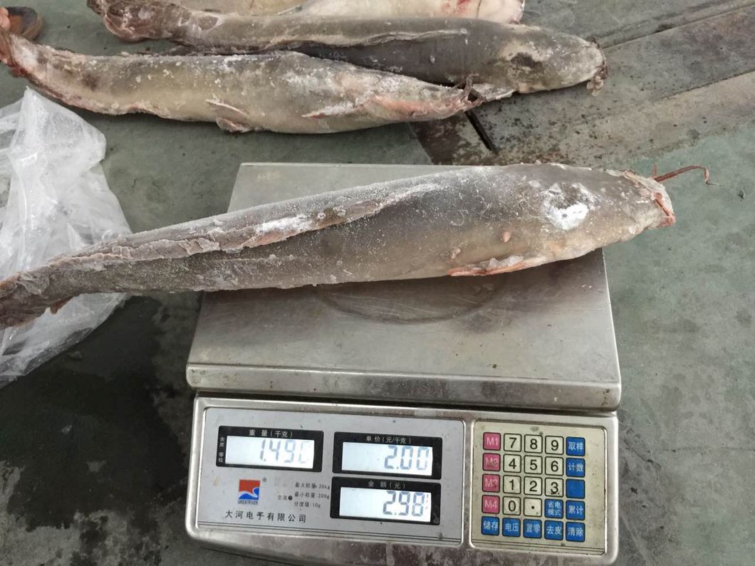 Frozen Farming Catfish Factory