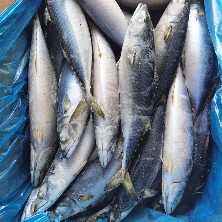 Frozen Fish Wholesale Pacific Mackerel 200-300g, 300-500g