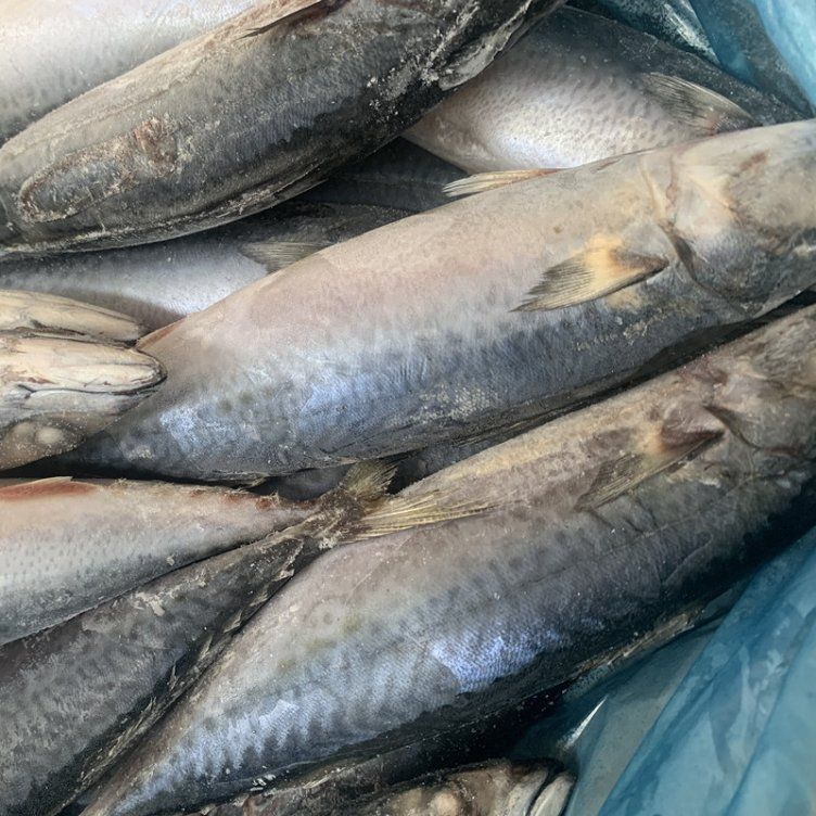 Frozen Fish Wholesale Pacific Mackerel 200-300g, 300-500g