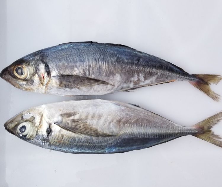 Frozen Fish Wholesale Pacific Mackerel 200-300g, 300-500g