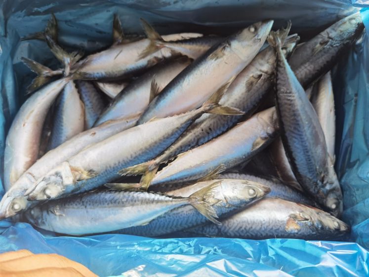 Frozen Fish Wholesale Pacific Mackerel 200-300g, 300-500g