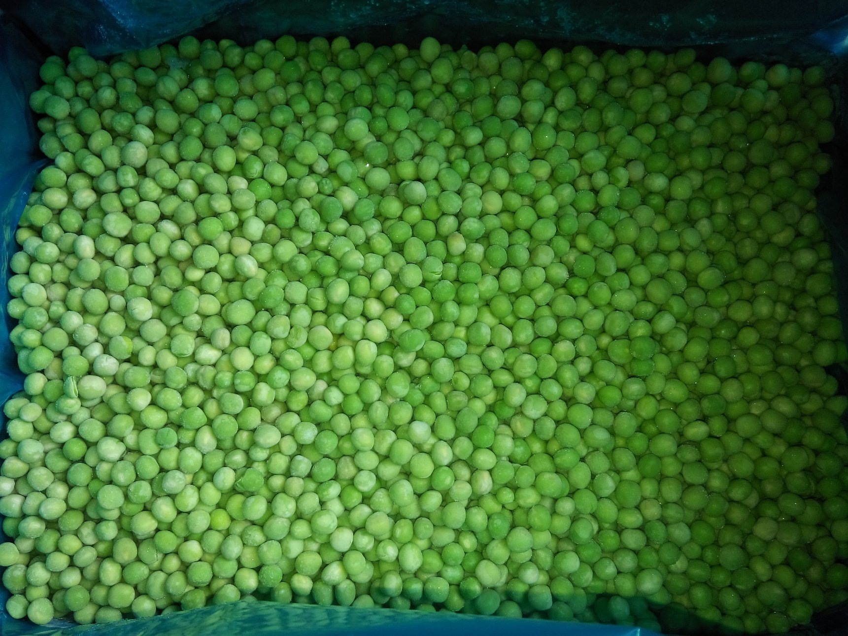 Frozen Green Pea New Crop Frozen IQF Green Pea
