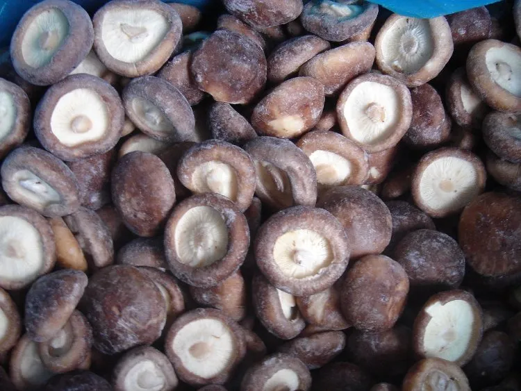 Frozen Mushroom Funghi Porcini Boletus Edulis