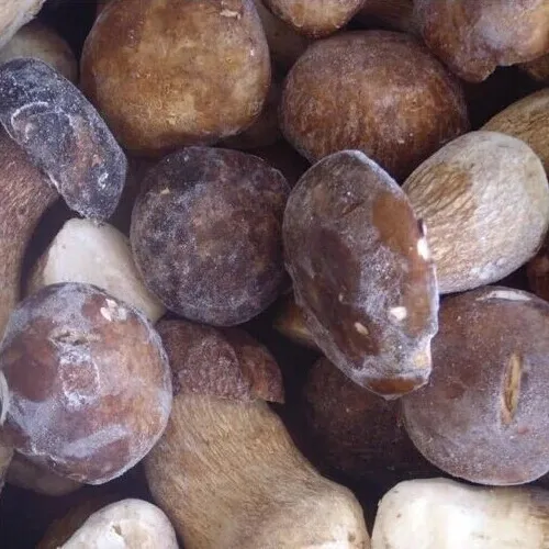 Frozen Porcini Mushroom Grade a Funghi Boletus Edulis
