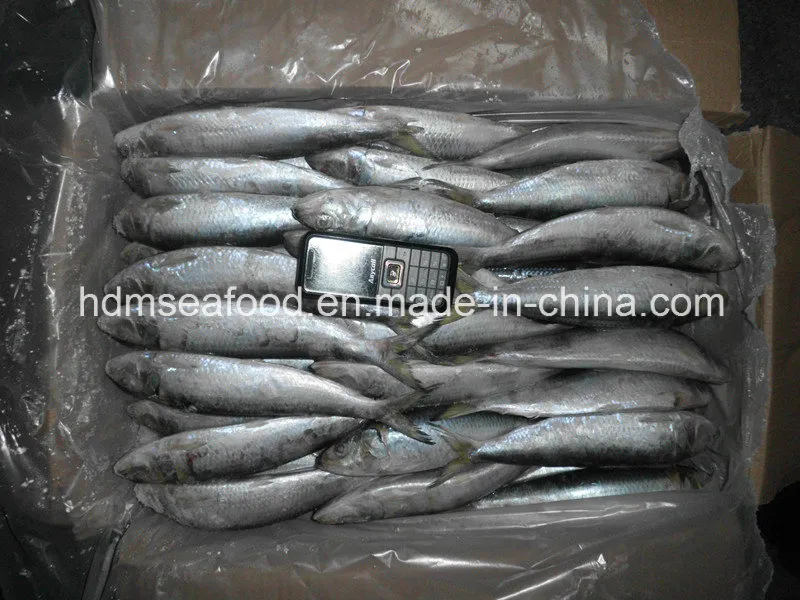 Frozen Sardine for Tuna Bait (Sardinella aurita)