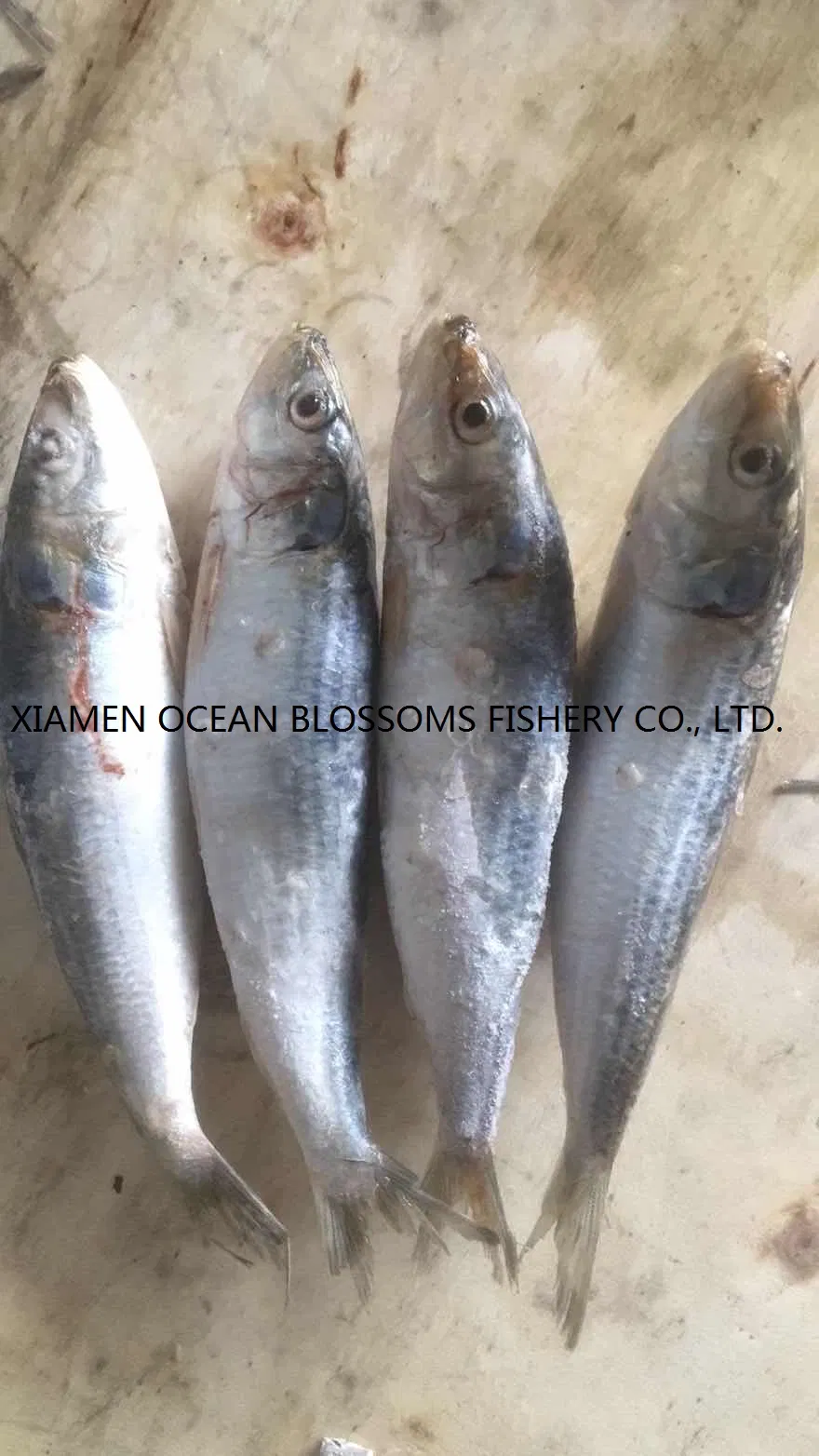 Frozen Sardine Sardinella for Canning China Factory Supply