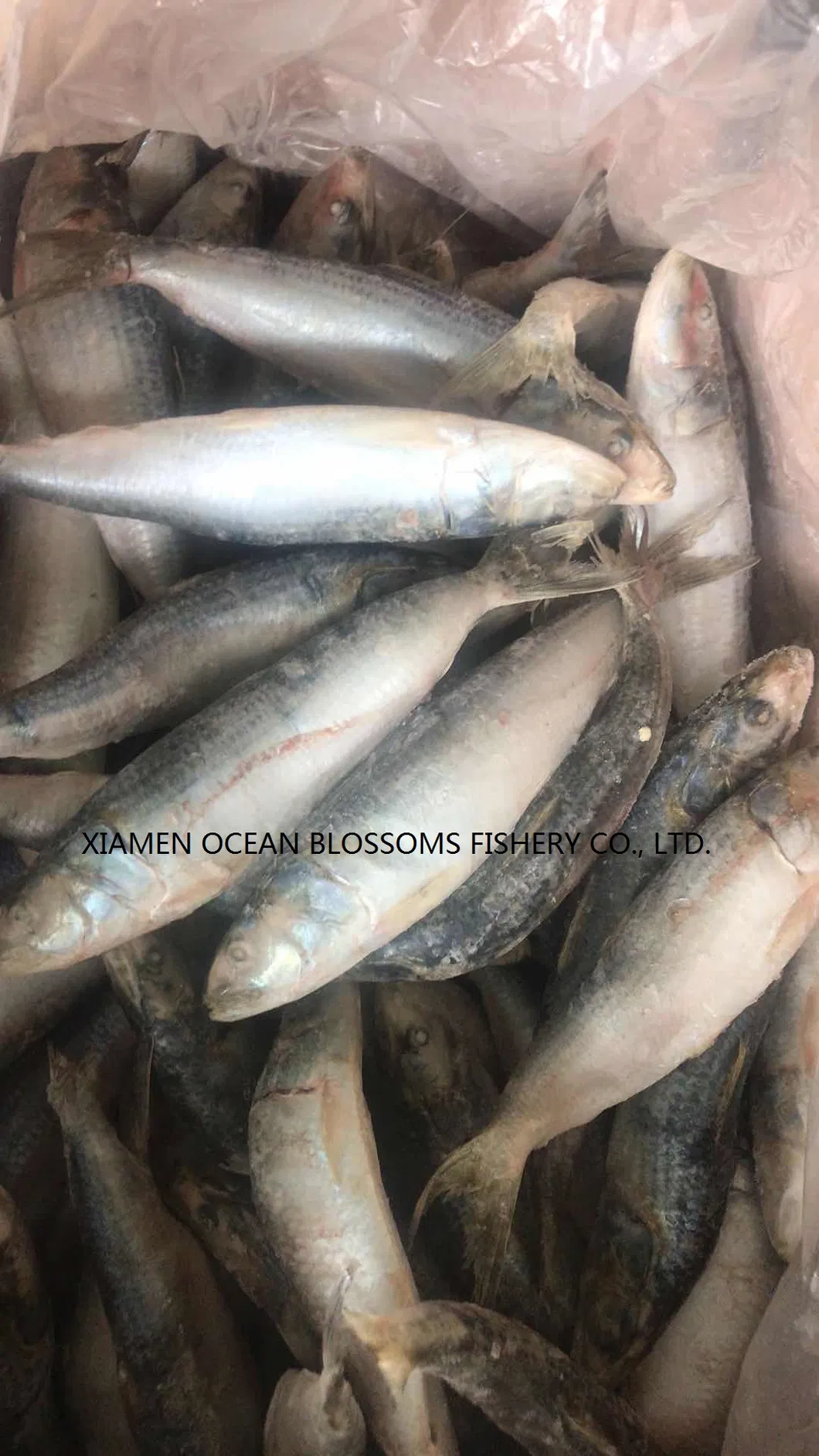 Frozen Sardine Sardinella for Canning China Factory Supply