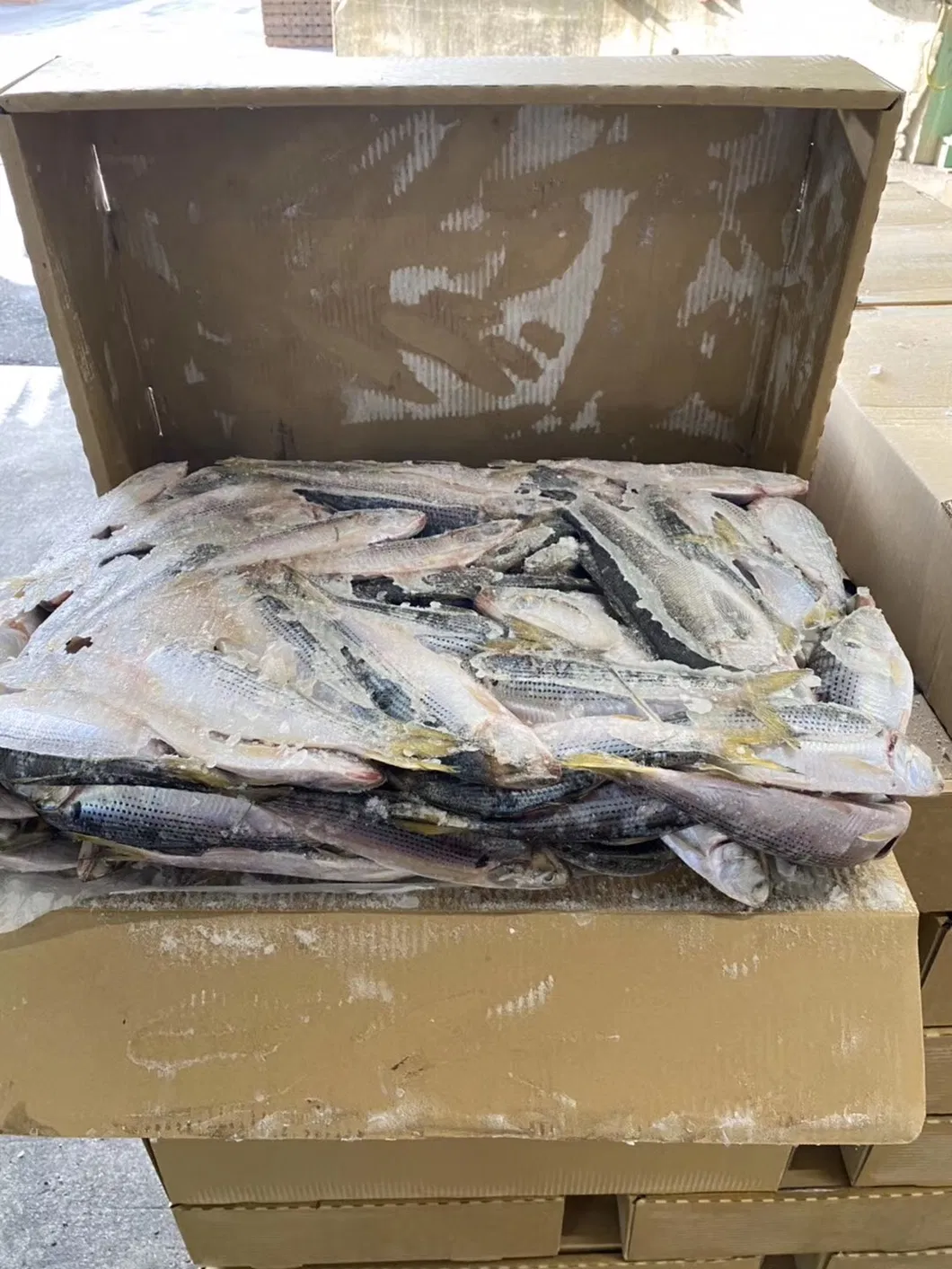 Frozen White Dotted Gizzard Whole Shad Fish