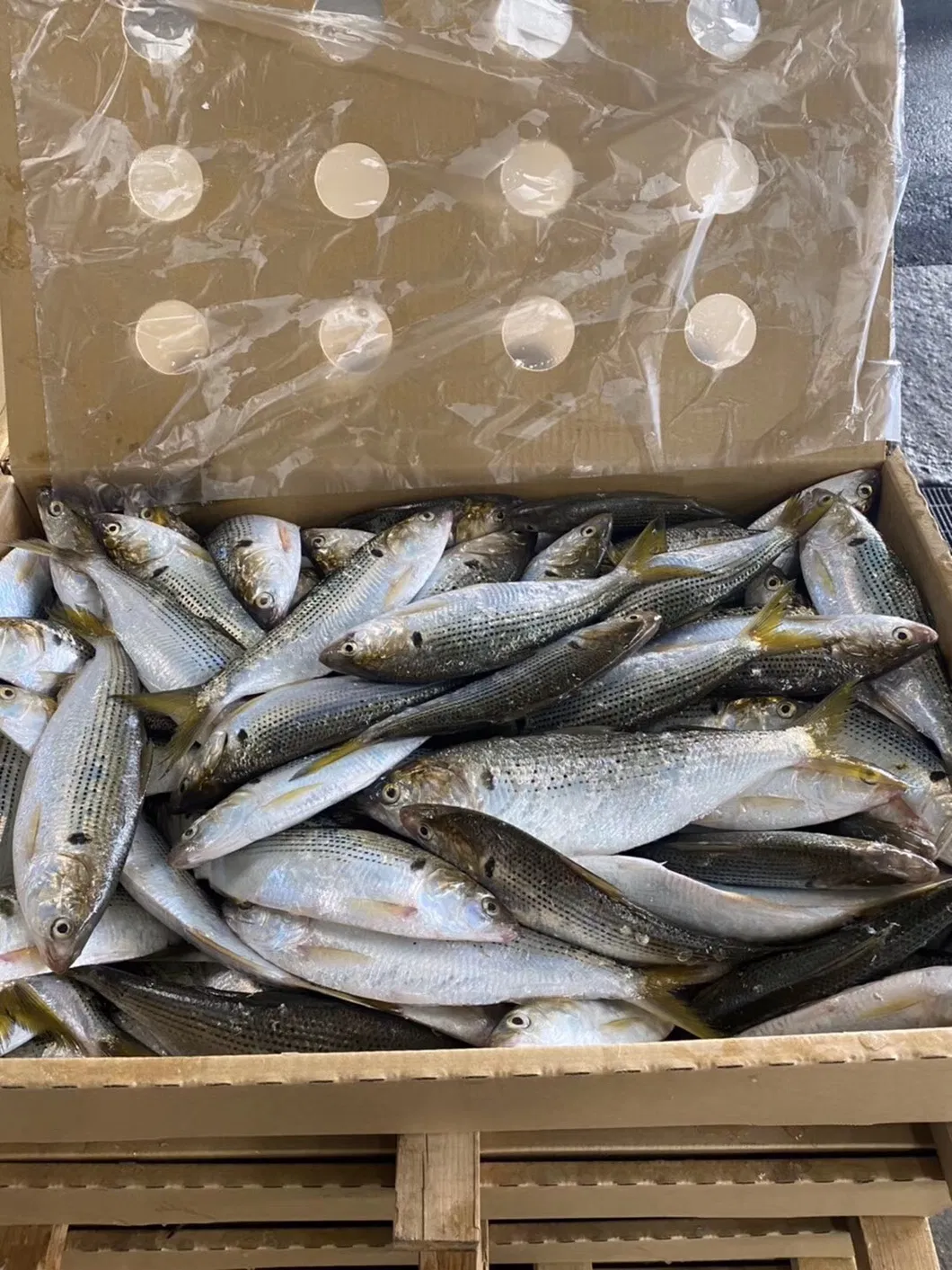 Frozen White Dotted Gizzard Whole Shad Fish