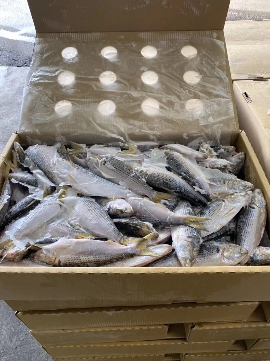 Frozen White Dotted Gizzard Whole Shad Fish