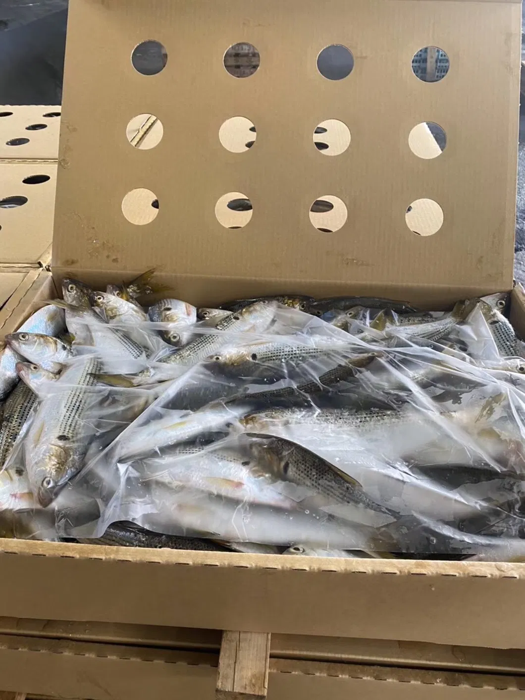 Frozen White Dotted Gizzard Whole Shad Fish