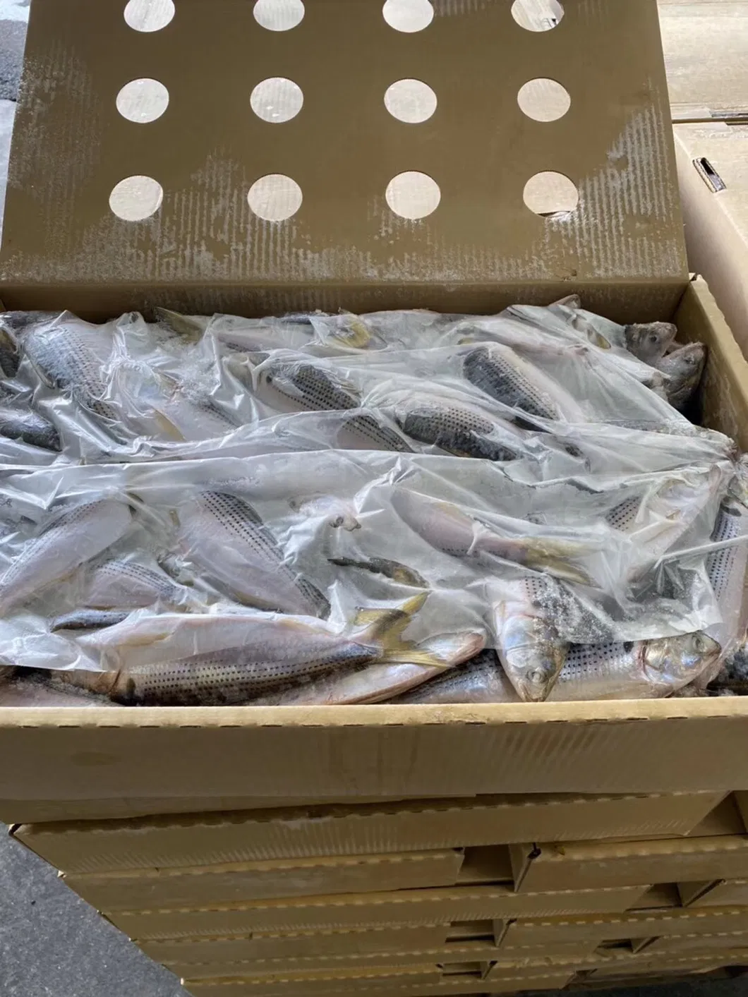 Frozen White Dotted Gizzard Whole Shad Fish