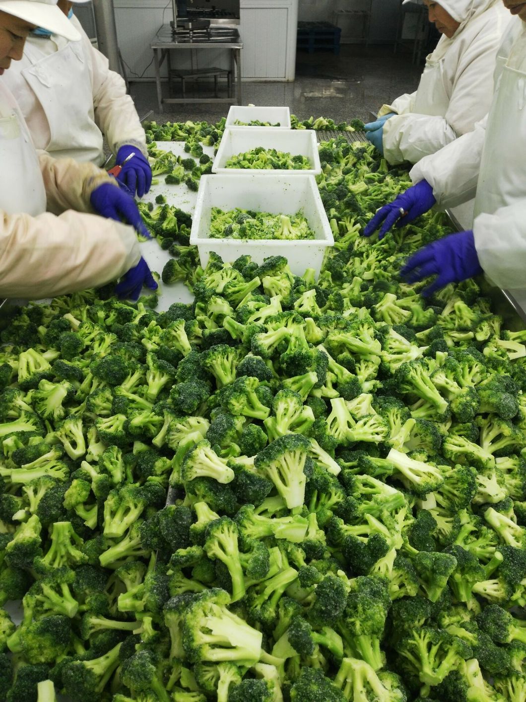 Grade a Export Wholesale High Quality Organic IQF Frozen Fresh Broccoli Kosher