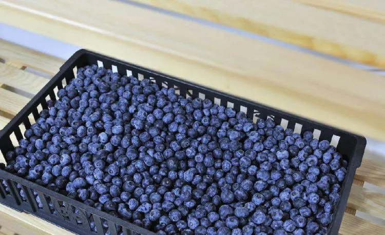 Grade B Fruit Blueberry