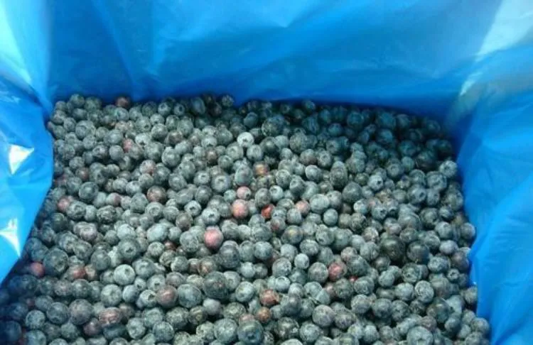 Grade B Fruit Blueberry