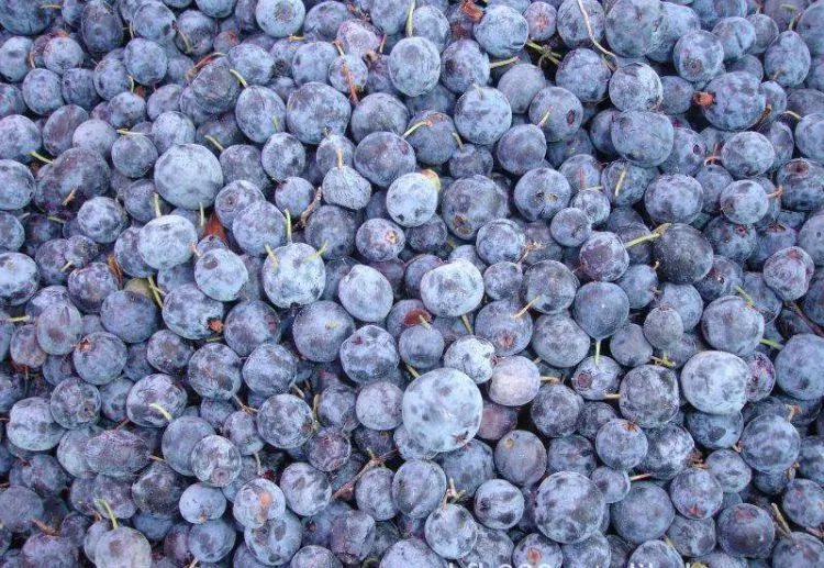 Grade B Fruit Blueberry