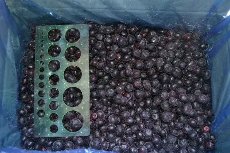 Grade B Fruit Blueberry