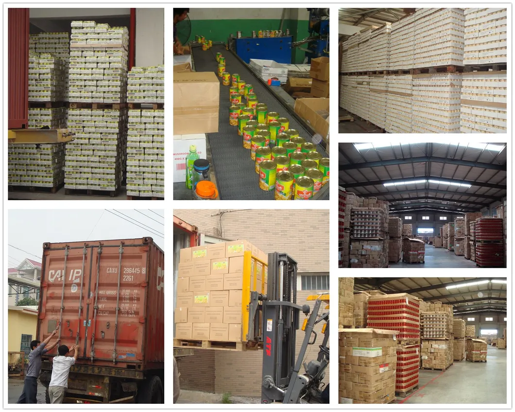 Health Food Canned Bean Sprouts in Tin Packing