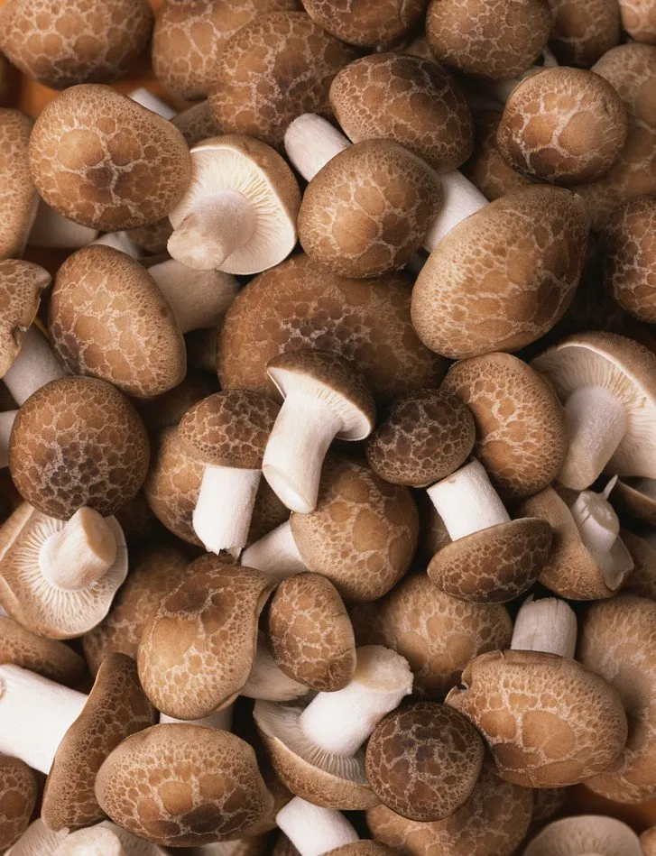 High Quality Canned Shiitake Mushroom Organic Natural Material Hot Sale