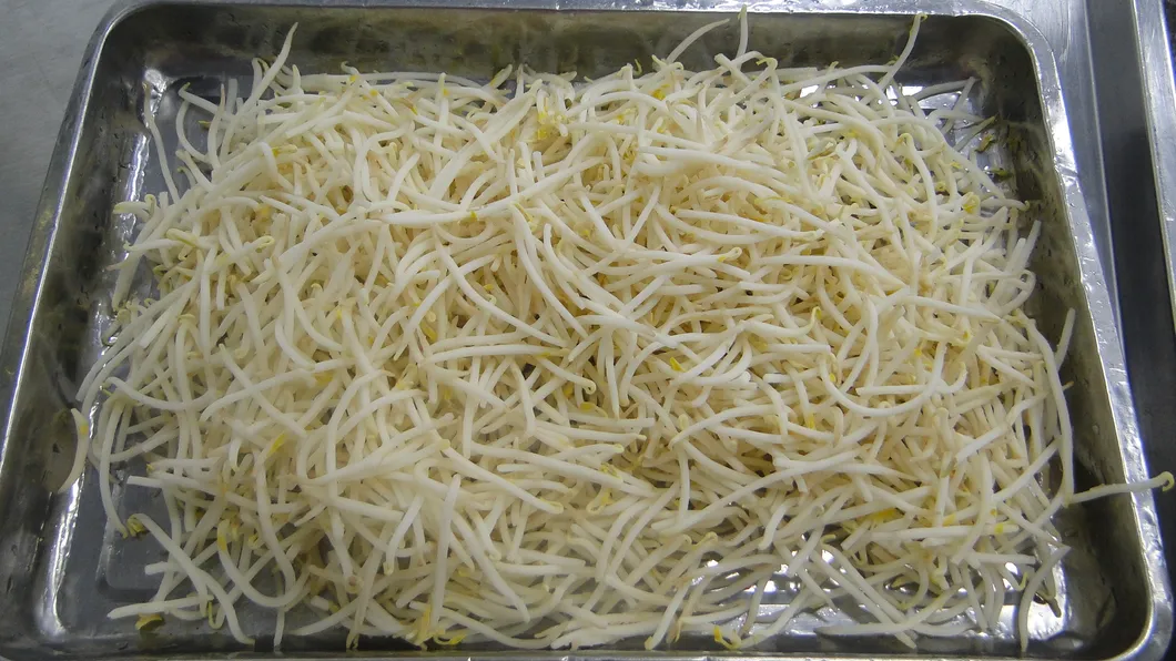 High Quality Factory Price IQF Vegetable Fresh Green Bean Sprout Frozen Mung Beans Sprouts