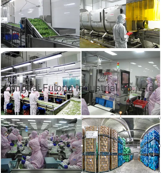 High Quality Factory Price IQF Vegetable Fresh Green Bean Sprout Frozen Mung Beans Sprouts