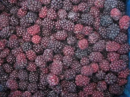 High Quality IQF Frozen Blackberry