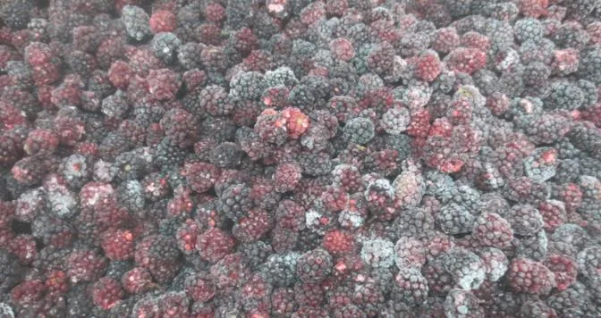 High Quality IQF Frozen Blackberry