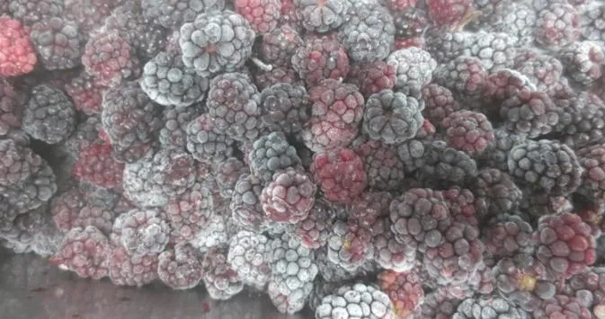 High Quality IQF Frozen Blackberry