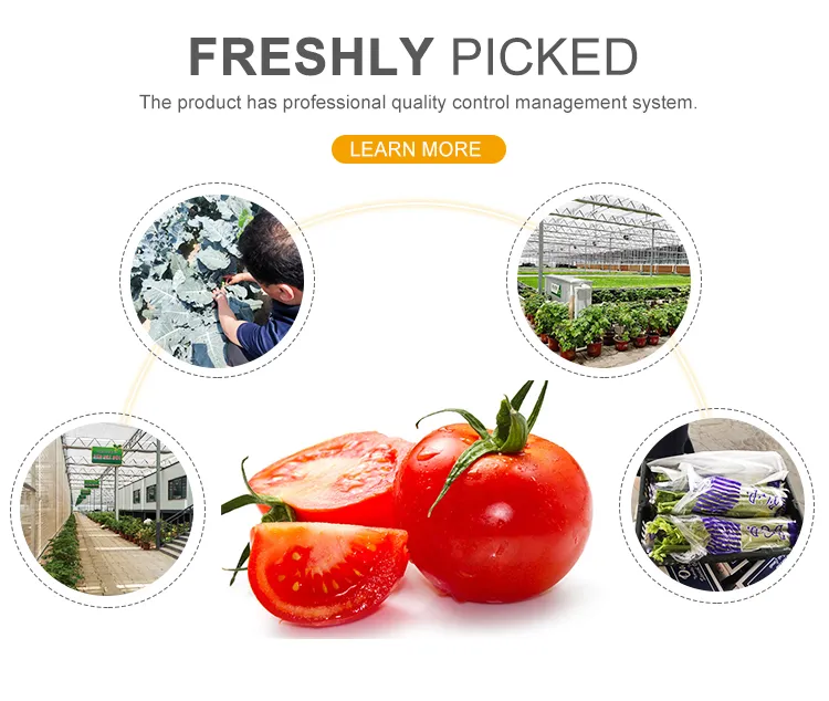 High Quality IQF Frozen Sweet Potato