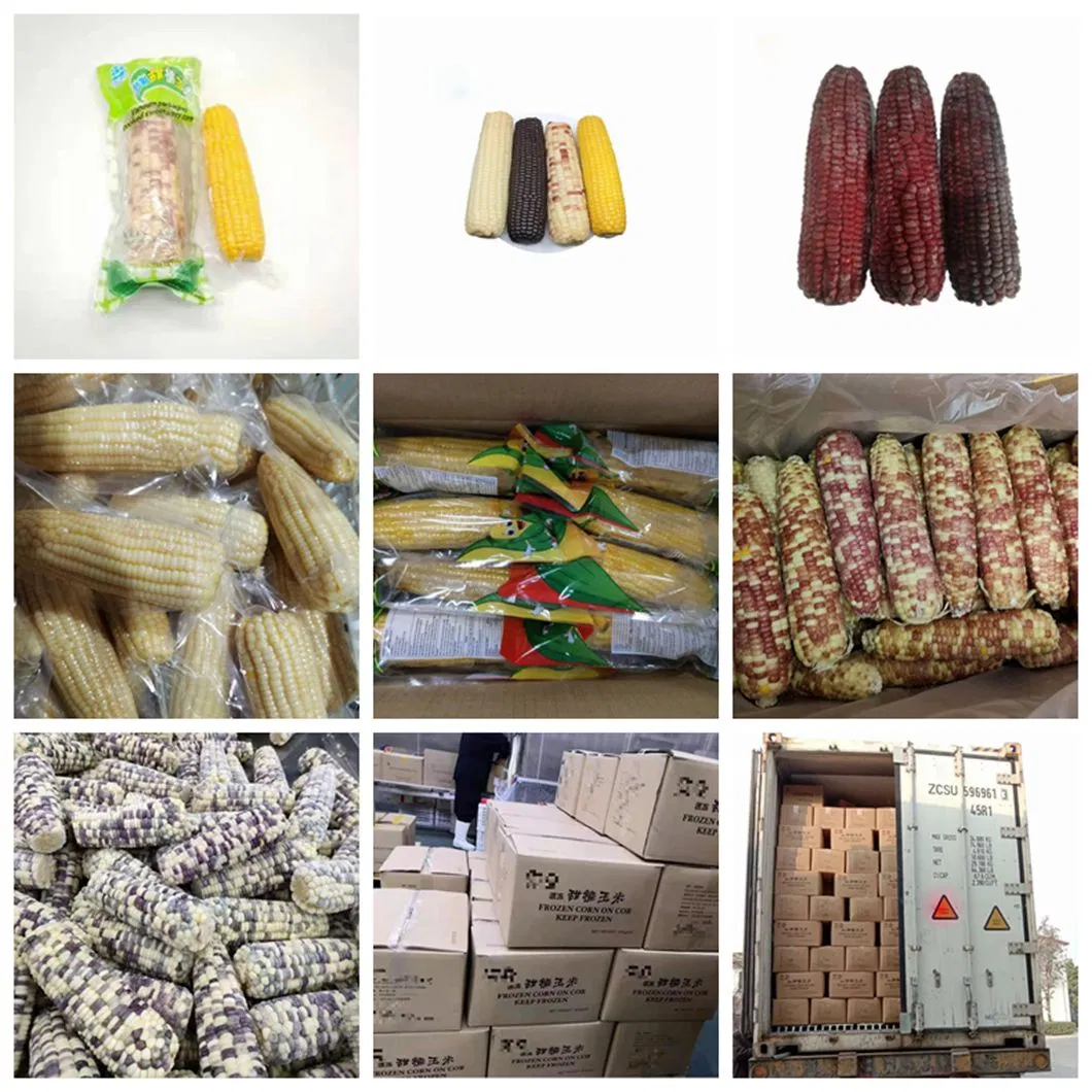 Hot Sale Delicious Vacuum Packed Yellow Sweet Corn COB