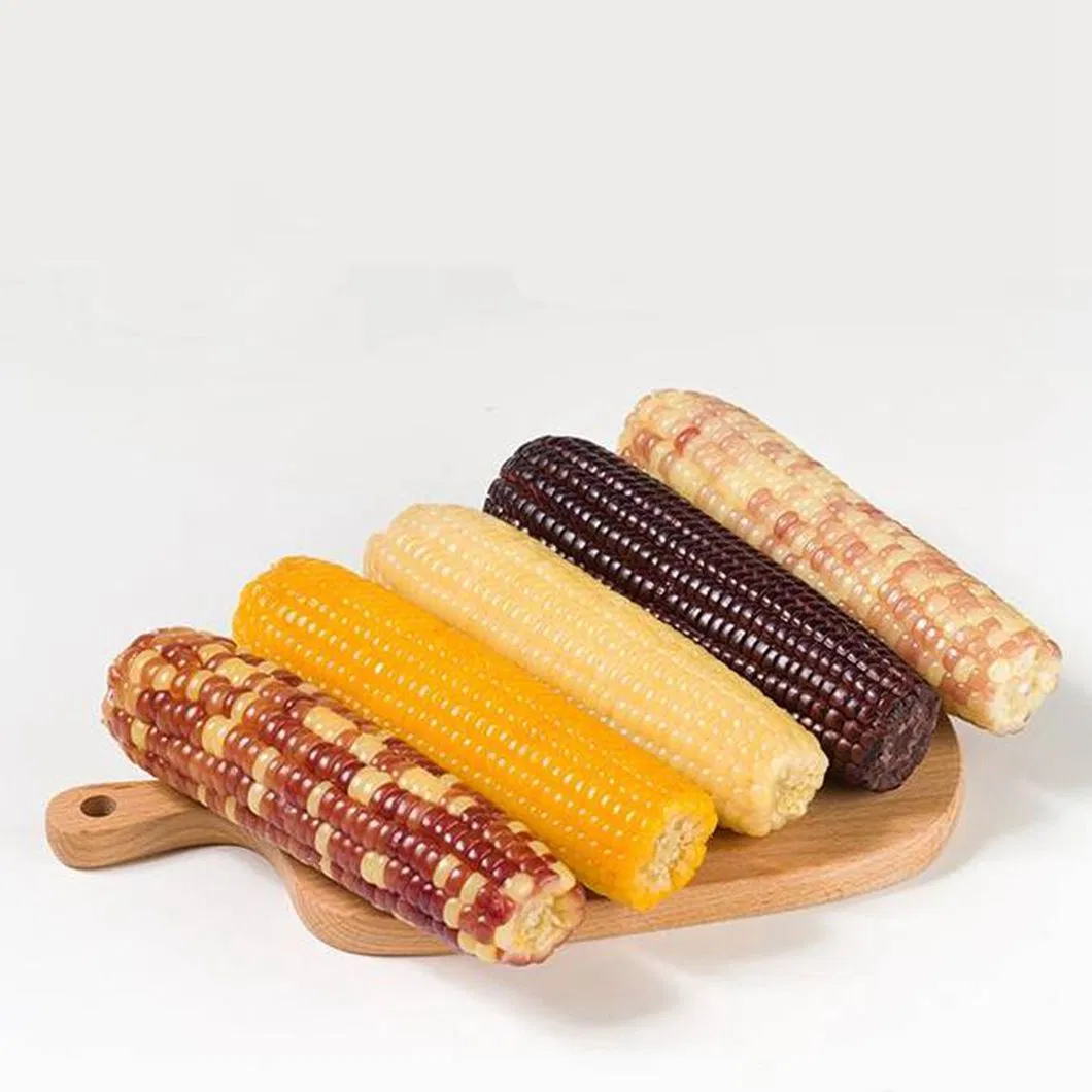 Hot Sale Delicious Vacuum Packed Yellow Sweet Corn COB