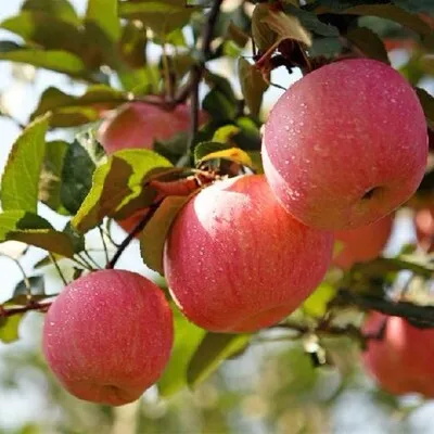 Hot Sale New Harvest Fresh Fruit Red FUJI Apple