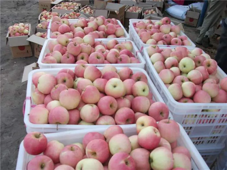 Hot Sale New Harvest Fresh Fruit Red FUJI Apple