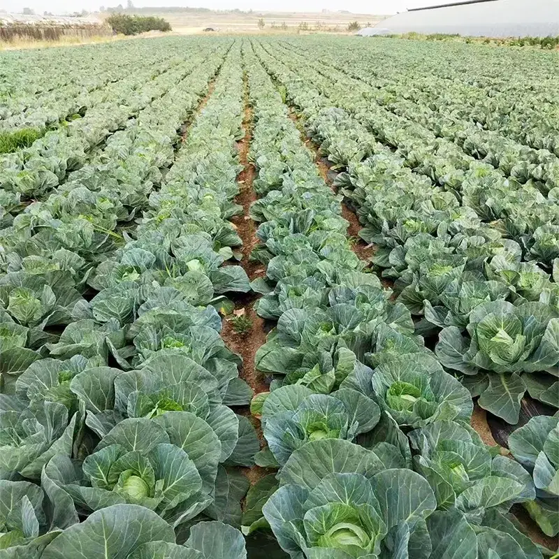 Fresh Round Cabbage