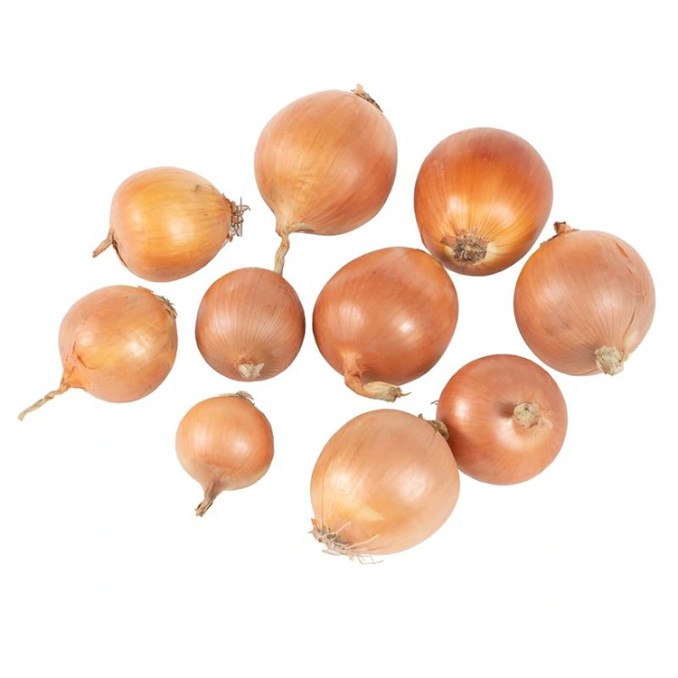 Premium Fresh Yellow Onions