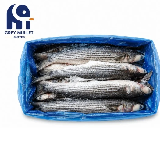 Grey Mullet