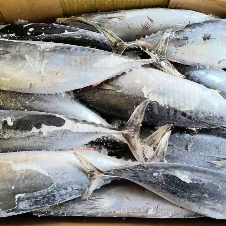 Bonito Tuna